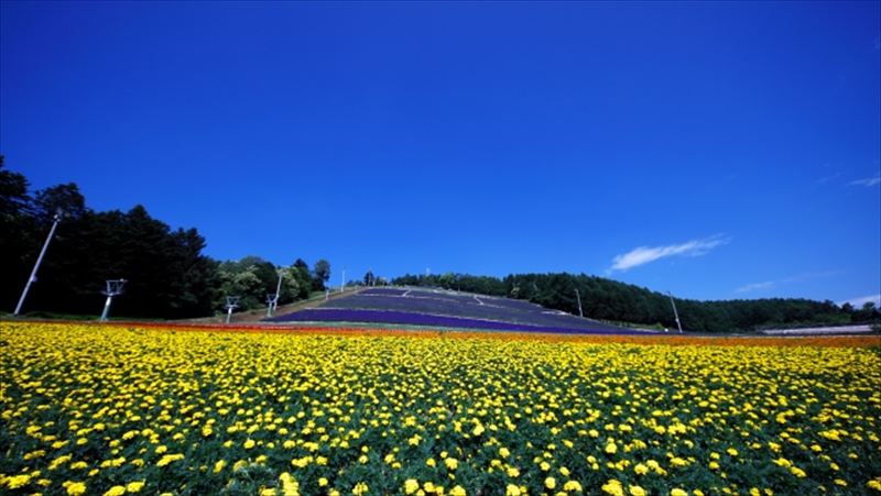 中富良野町での不動産売却は、相続と空き家対策がカギ！